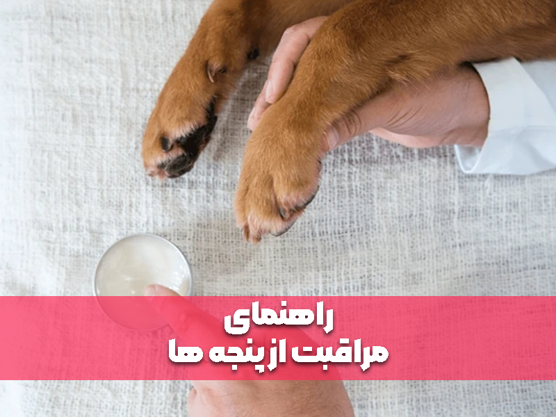 راهنمای مراقبت از پنجه ها